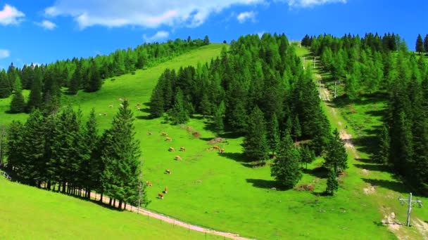 Ganado en el pasto de alta montaña — Vídeos de Stock