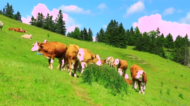 Vacas pastando hierba — Vídeo de stock