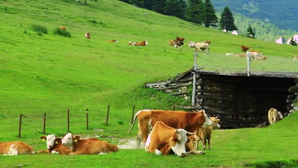 Vaches pâturant l'herbe — Video