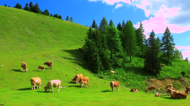 高山牧场上的牛 — 图库视频影像