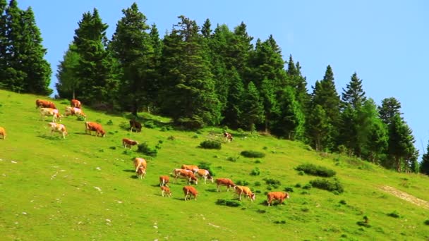 Vacas pastando grama — Vídeo de Stock