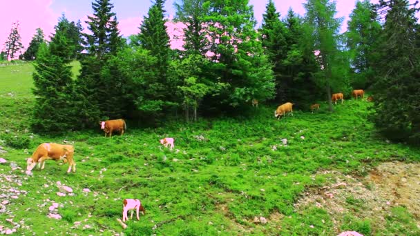 Коровы пасут траву — стоковое видео