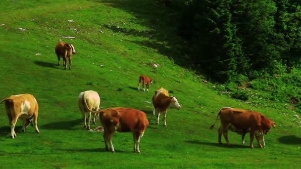 Vacas pastando grama — Vídeo de Stock