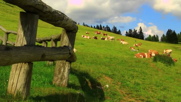 Коровы пасут траву — стоковое видео