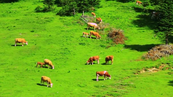 高い山の牧草地の牛 — ストック動画