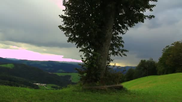 Árbol solitario en la colina — Vídeo de stock