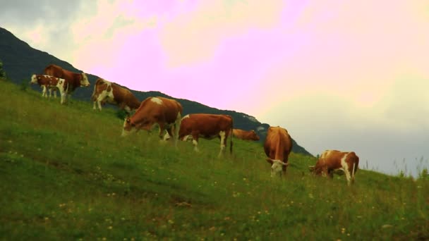 Kühe weiden Gras — Stockvideo