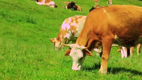 Ganado en el pasto de alta montaña — Vídeos de Stock