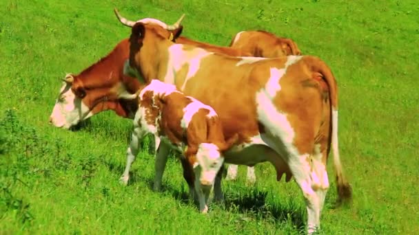 Cows grazing grass — Stock Video