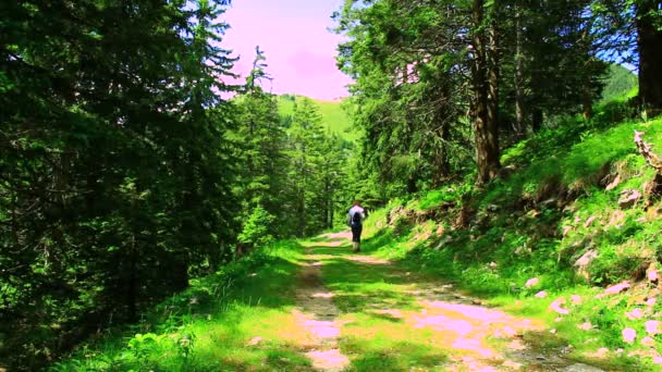 Mujer caminando por el bosque — Vídeo de stock