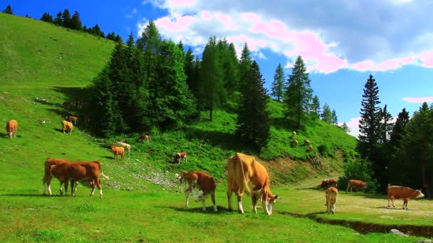 Vacas pastando grama — Vídeo de Stock