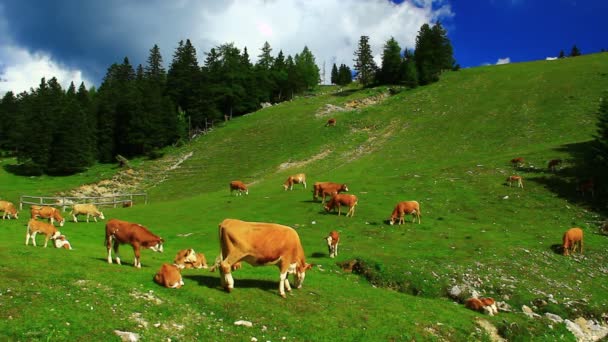 Vacas pastando hierba — Vídeo de stock