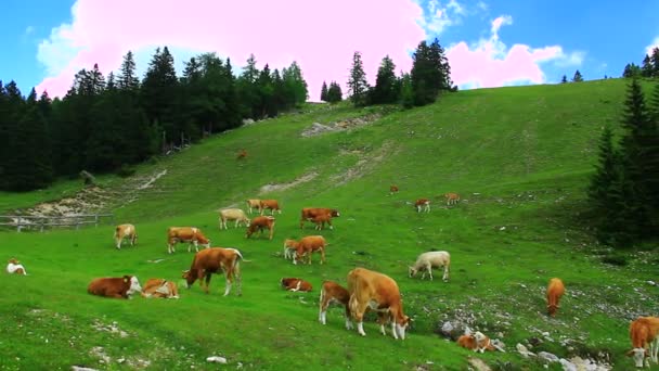 Vacas pastando hierba — Vídeos de Stock