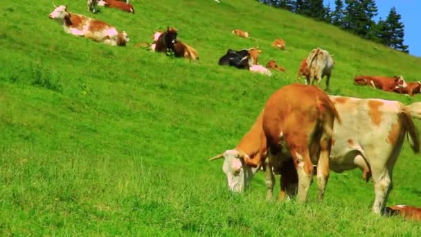 Велика рогата худоба на високому гірському пасовищі — стокове відео