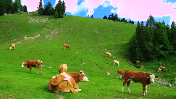 Ganado en el pasto de alta montaña — Vídeos de Stock