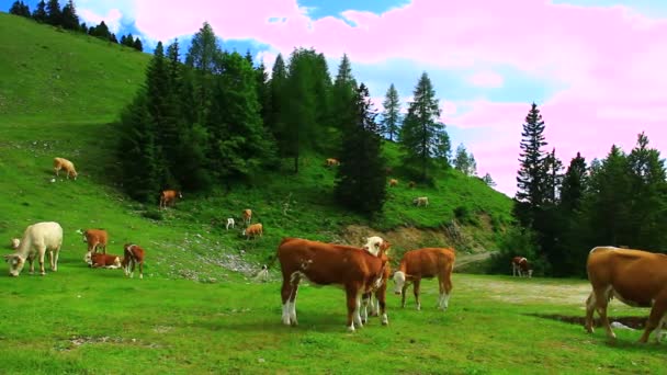 Nötkreatur på kick berg betar — Stockvideo