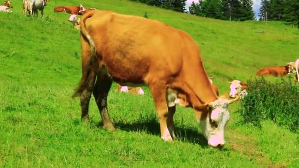 Vacas pastando grama — Vídeo de Stock