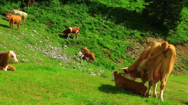 Vacas pastando grama — Vídeo de Stock