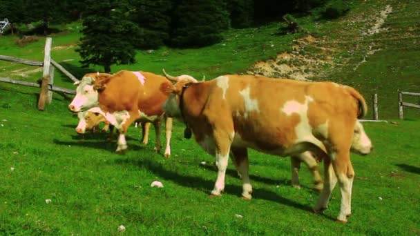 Vacas pastando grama — Vídeo de Stock