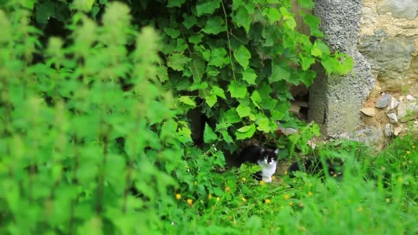 Gato sentado bajo arbusto — Vídeos de Stock