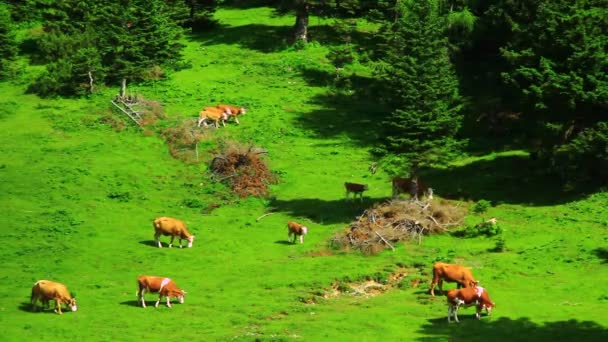 Ganado en el pasto de alta montaña — Vídeos de Stock