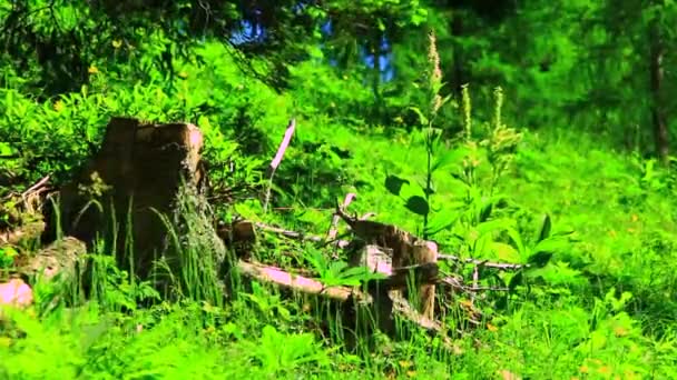 Verano montaña naturaleza — Vídeos de Stock