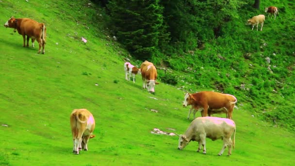 Велика рогата худоба на високому гірському пасовищі — стокове відео