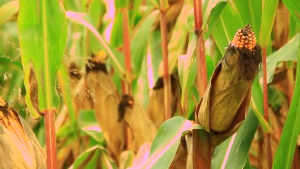 Field of ripe corn ready for harvest — Stock Video