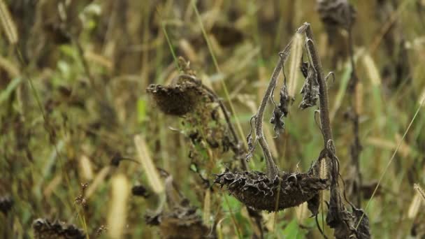 Girasoli in campo selvatico — Video Stock