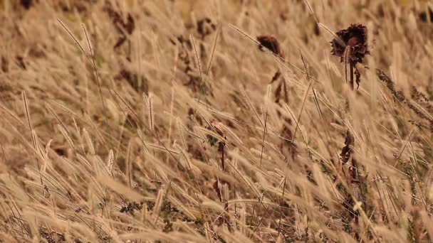 Girasoles en campo salvaje — Vídeo de stock