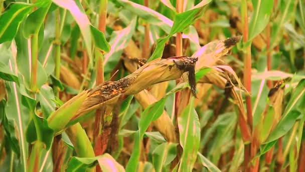 Field of ripe corn ready for harvest — Stock Video