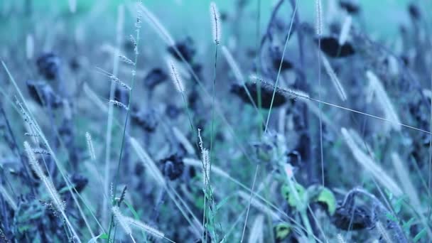 Подсолнухи на диком поле — стоковое видео