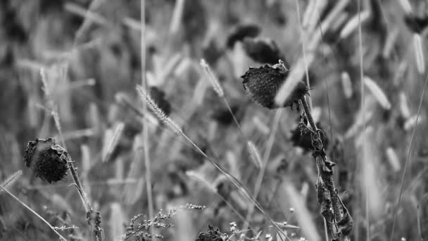 Girasoles en campo salvaje — Vídeos de Stock