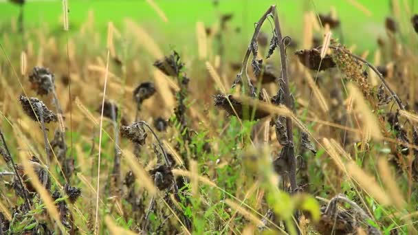 Zonnebloemen in wilde velden — Stockvideo