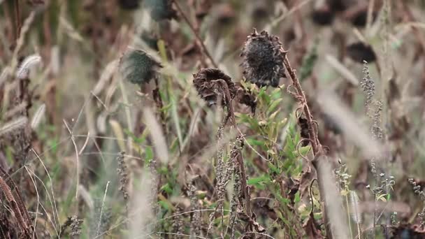 Girassóis em campo selvagem — Vídeo de Stock