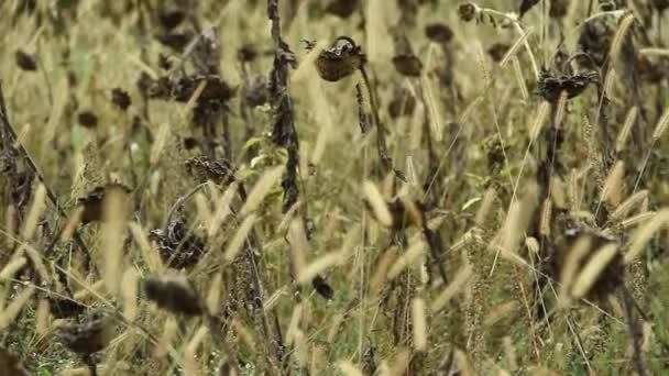 Girasoles en campo salvaje — Vídeo de stock