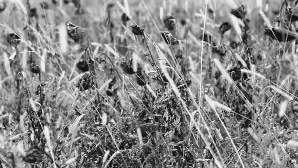 Sunflowers in wild field — Stock Video