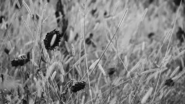 Girasoles en campo salvaje — Vídeos de Stock