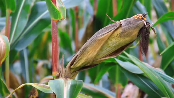 Campo di mais maturo pronto per il raccolto — Video Stock