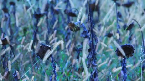 Girasoles en campo salvaje — Vídeo de stock