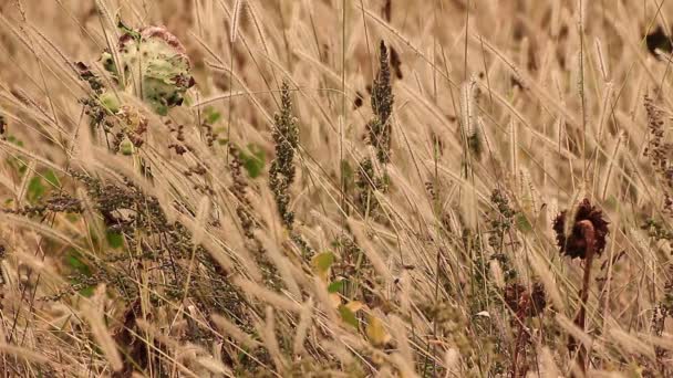 Girasoles en campo salvaje — Vídeos de Stock