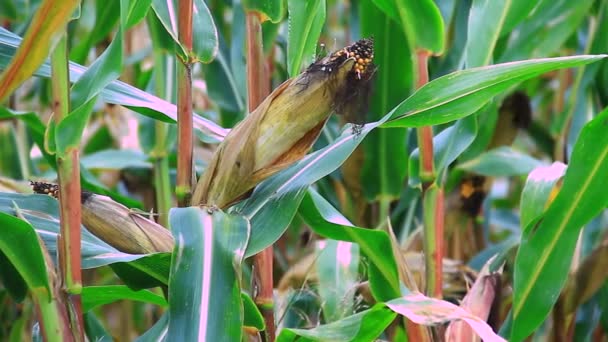 Campo di mais maturo pronto per il raccolto — Video Stock