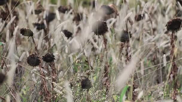 Girasoles en campo salvaje — Vídeos de Stock