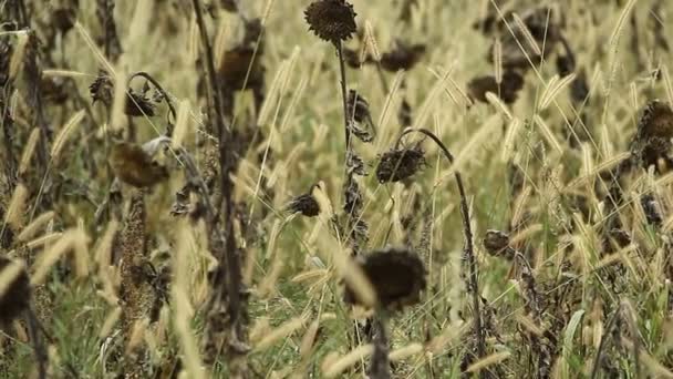Подсолнухи на диком поле — стоковое видео