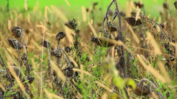 Girasoles en campo salvaje — Vídeo de stock