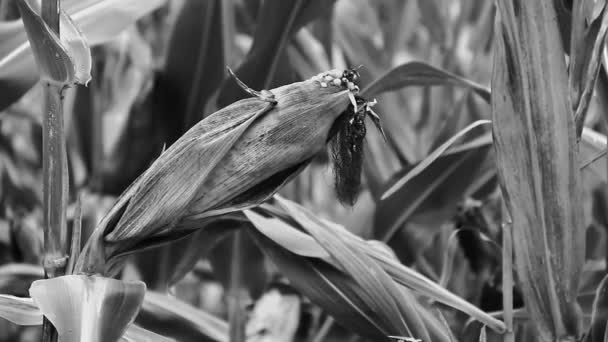 Campo de milho maduro pronto para a colheita — Vídeo de Stock