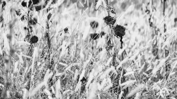 Girasoles en campo salvaje — Vídeos de Stock