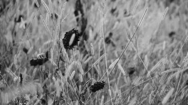 Girasoles en campo salvaje — Vídeo de stock