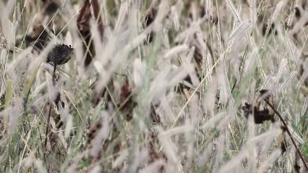 Girasoli in campo selvatico — Video Stock