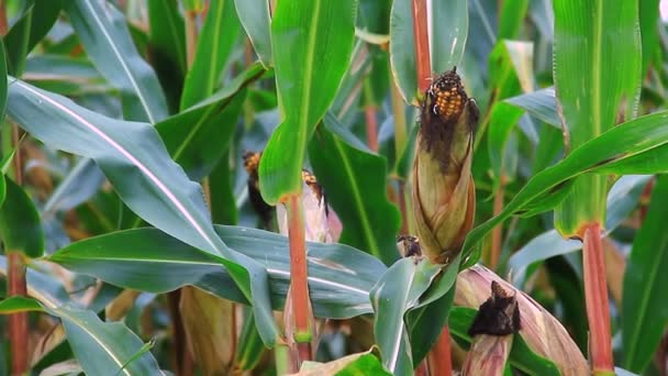 Az érett kukorica kész betakarításra területén — Stock videók